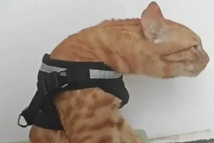 Procura-se Gato Corcunda