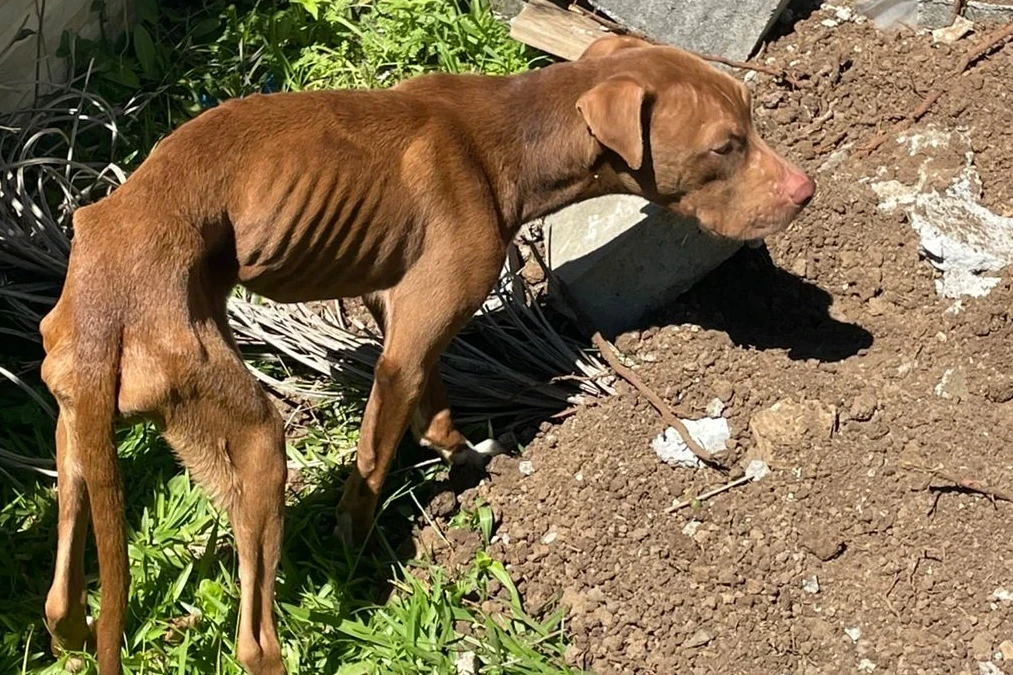 Pitbulls são resgatados após maus-tratos e tutor é preso pela Polícia Civil no Sul de SC