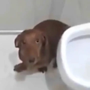 Animal para adoção - Amora