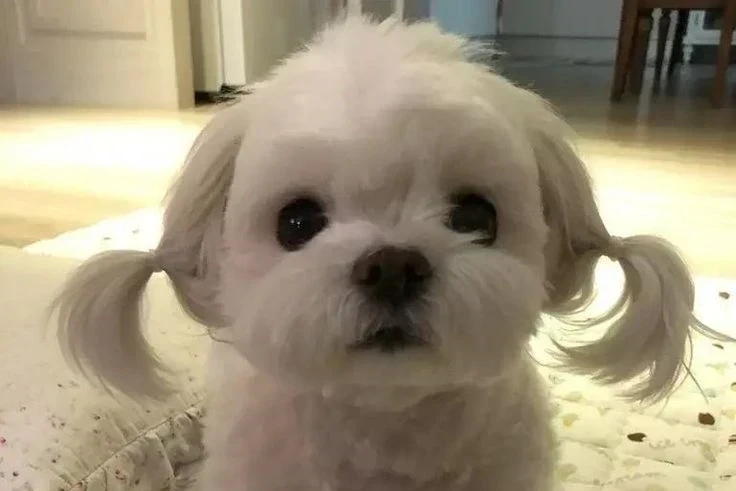 “Um em cada quatro grãos produzidos no Brasil passa pela análise da Procer.” 123