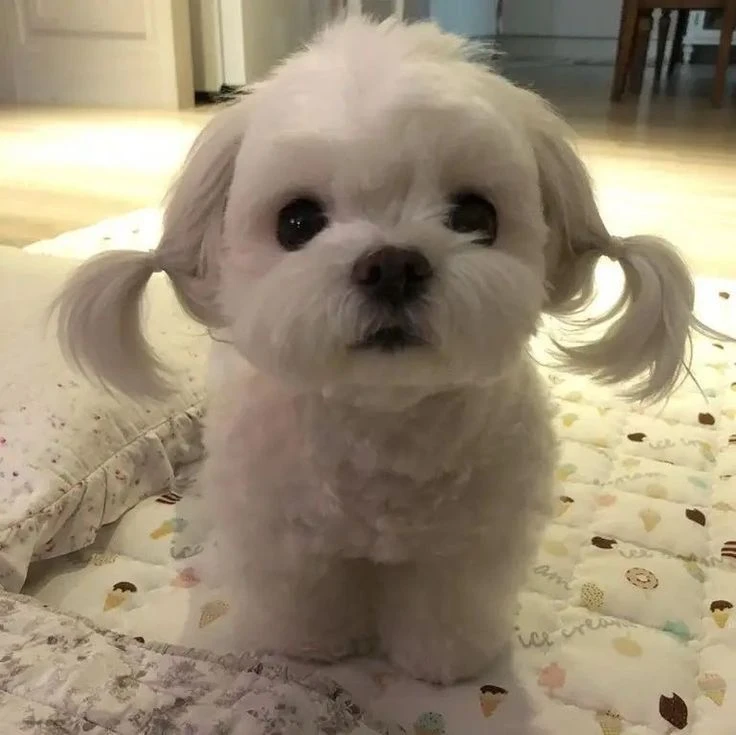 colunista